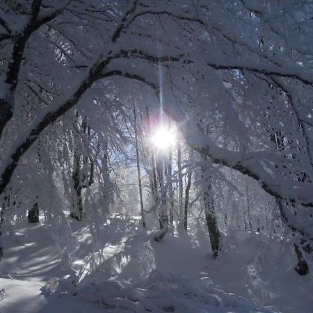 Stara Planina Vila Vesela Kuca Jalovik Izvor Eksteriør bilde